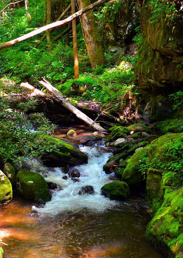 A Forests Cool Pool Photograph by David Lee Thompson