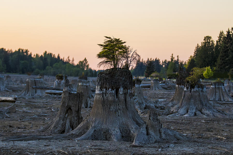 A former forest in an empty Lake Tapps Photograph by Matt McDonald