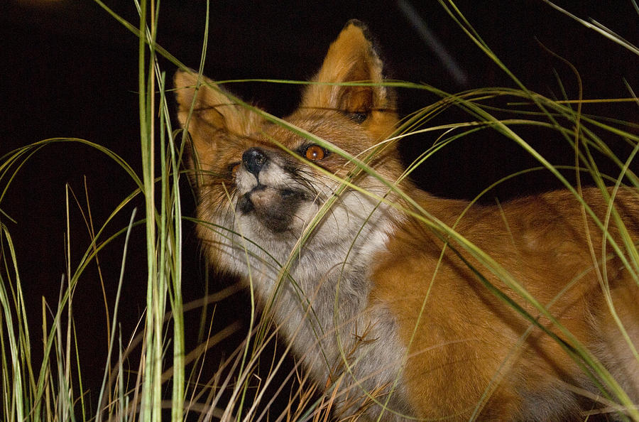 A Foxy Friend Photograph by Douglas Barnett