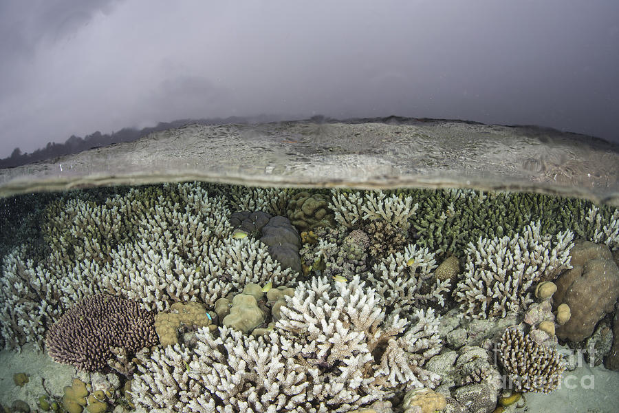 A Fragile Coral Reef Grows In Shallow Photograph By Ethan Daniels ...