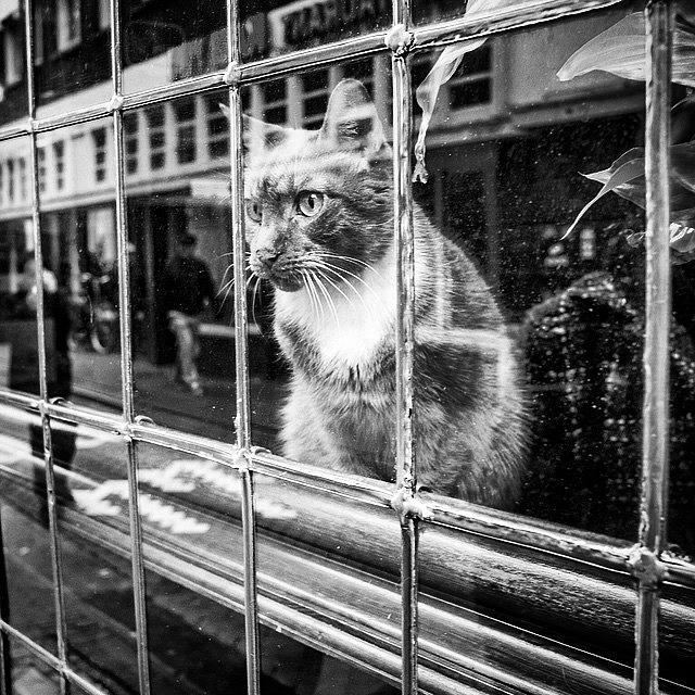 Cat Photograph - A Friend I Met While Street-shooting by Aleck Cartwright