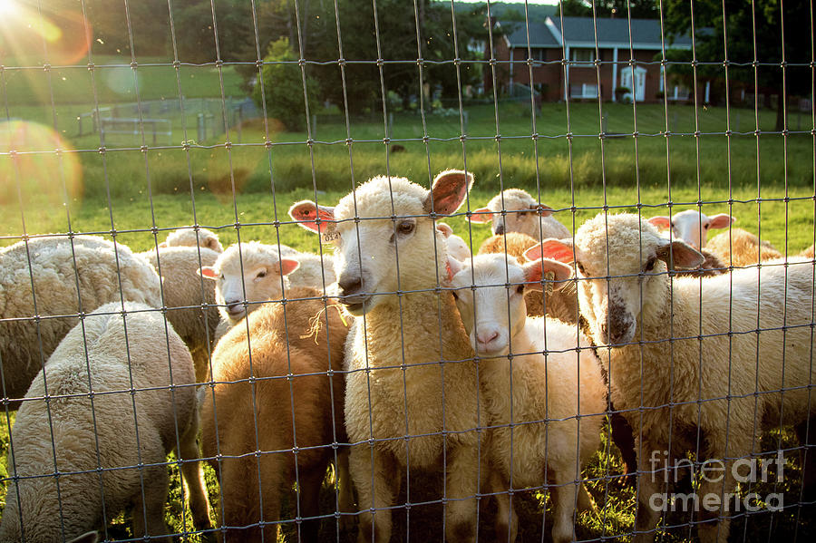 Sheep Photograph - A Friendly Flock by Eleanor Abramson
