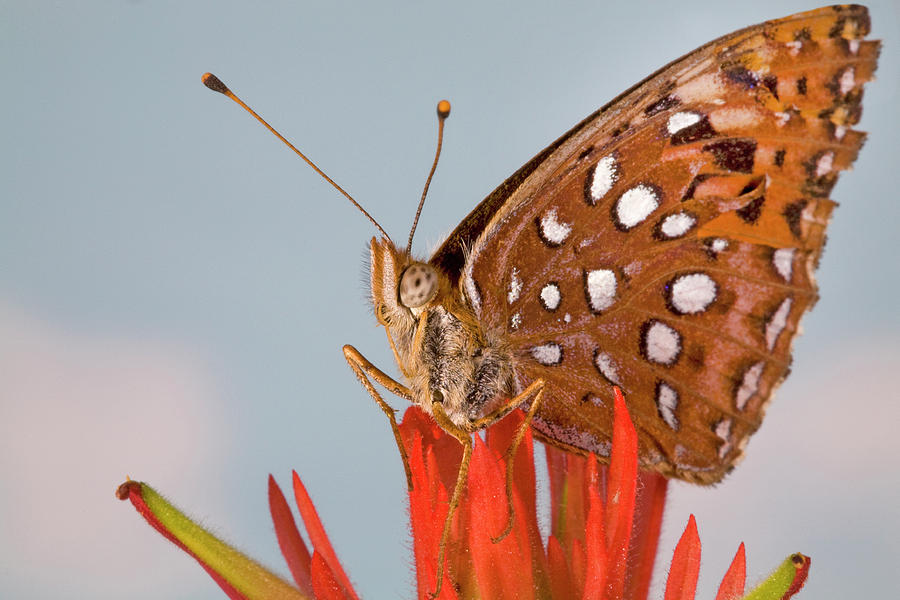 A Fritillary Butterfly Photograph