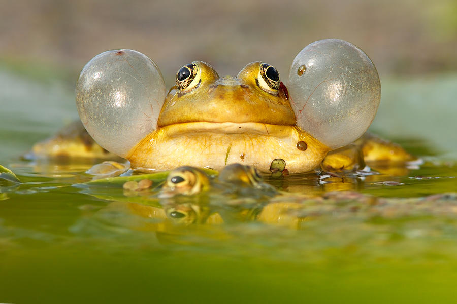 Frog Photograph - A Frogs Life by Roeselien Raimond