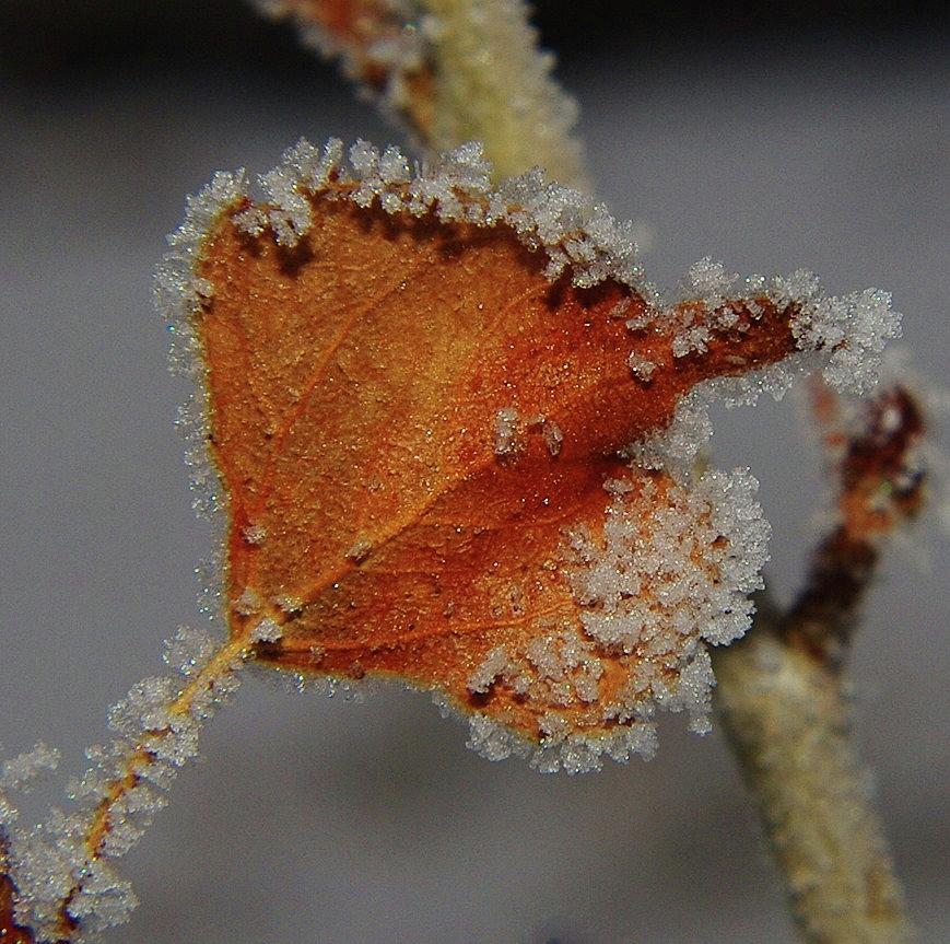 Leaves Photograph - A Frosted Leaf  by Jeff Swan