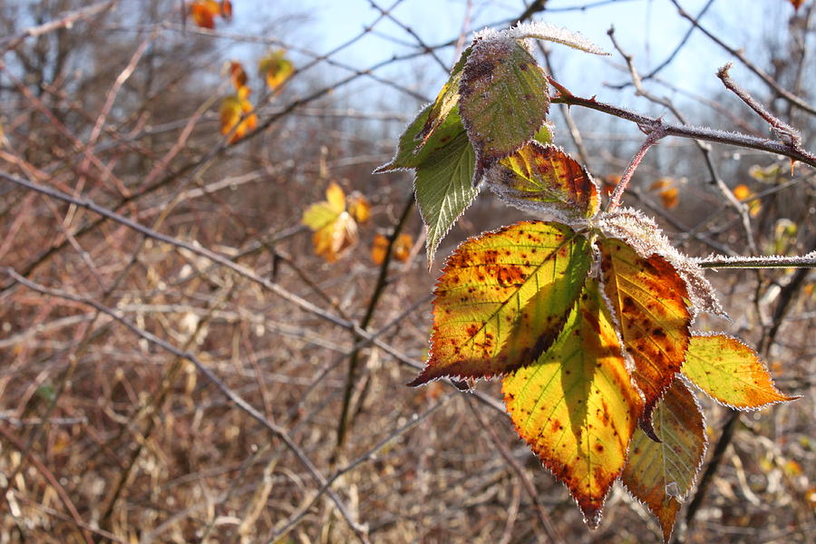 Fall Photograph - A frosty fall hike by Gerald Salamone