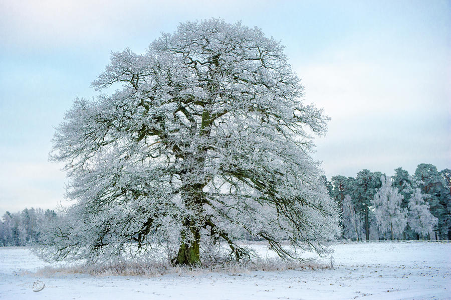 A Frosty Grand Old Oak Photograph by Torbjorn Swenelius