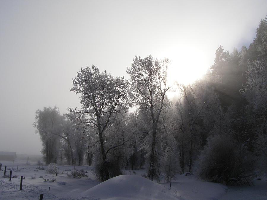 A Frosty Morning Photograph by DeeLon Merritt