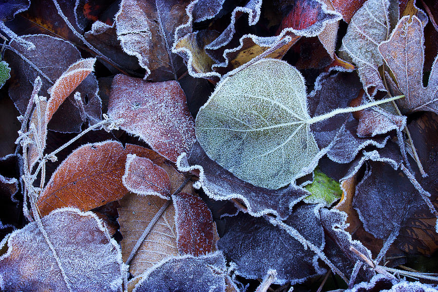 A Frosty November Morning Photograph by Mike Eingle