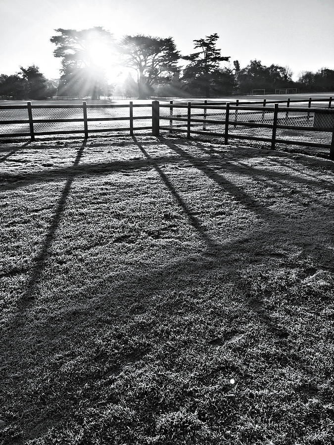 A frosty paddock Photograph by Tom Gowanlock