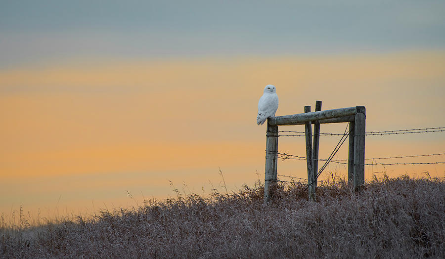 A frosty Snowy Owl Morning Photograph by Bill Cubitt