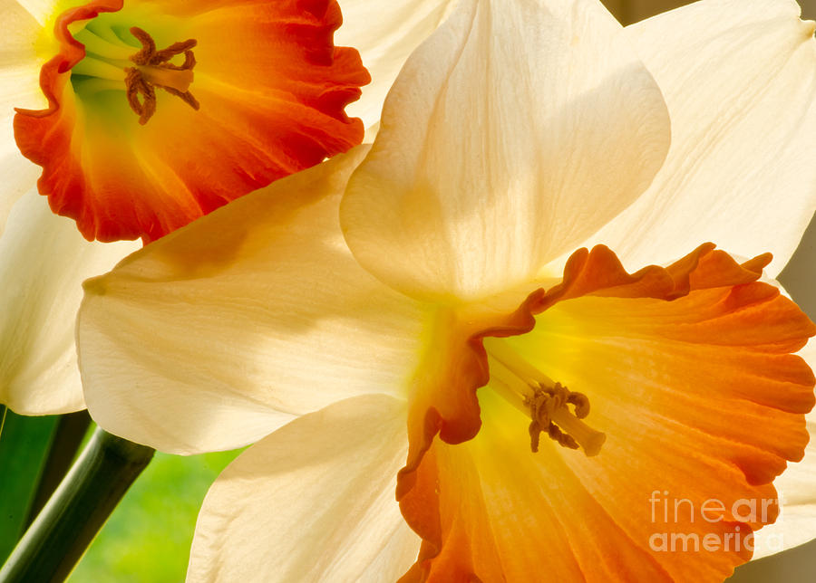 Spring Photograph - A Full Frame Of Daffys by Nick Boren