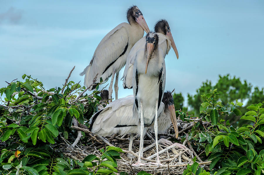 A full nest Photograph by Wolfgang Stocker
