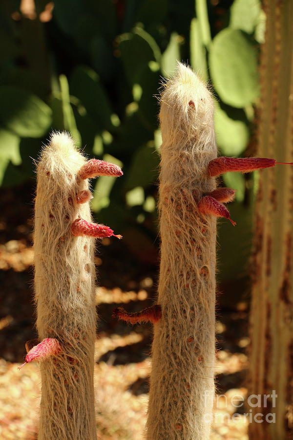 A Funny Sight Cacti Photograph by Christiane Schulze Art And Photography