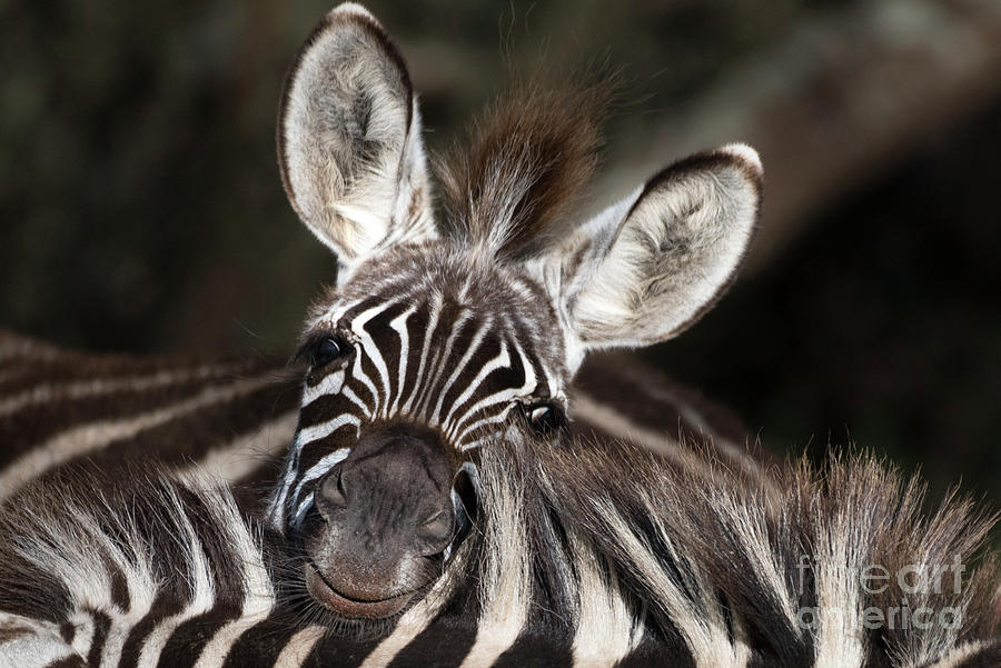 A funny zebra in Ngorongoro Crater Photograph by RicardMN Photography