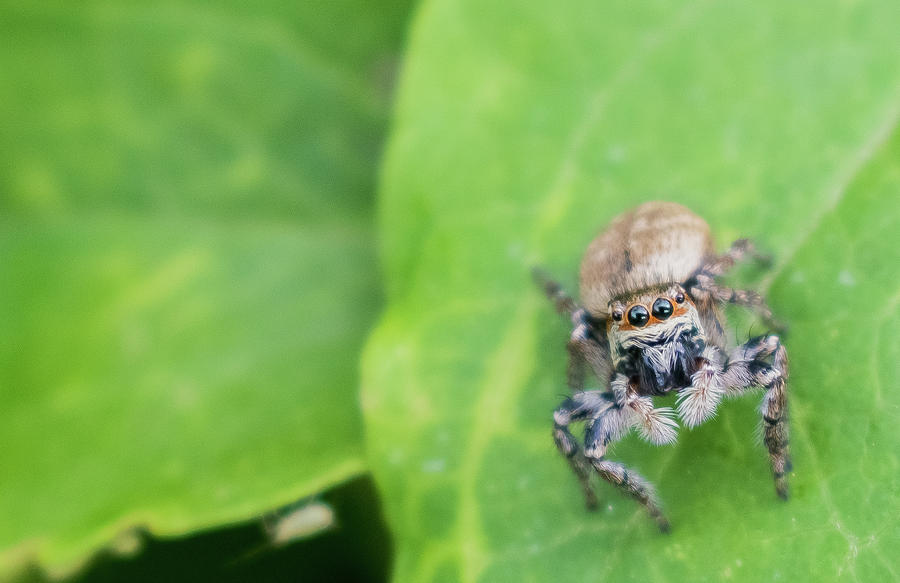 A Fuzzy Spider Photograph by Philip Walker - Fine Art America