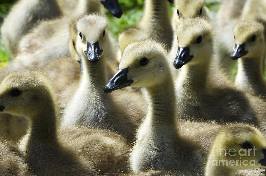 A Gaggle Of Geese Photograph by Bob Christopher
