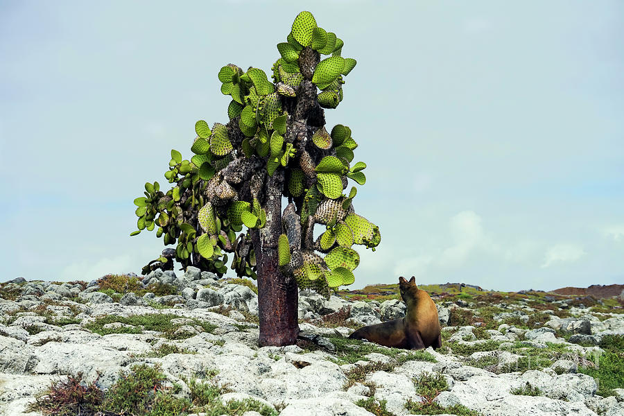 A Galapagos Sea Lion And Cactus Tree Photograph