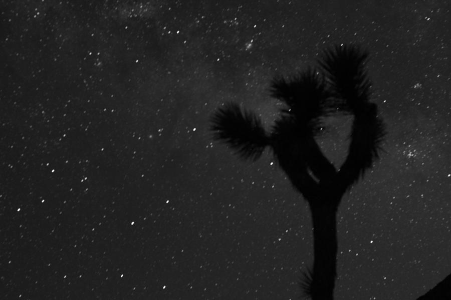 A Galaxy And A Joshua Tree II Photograph