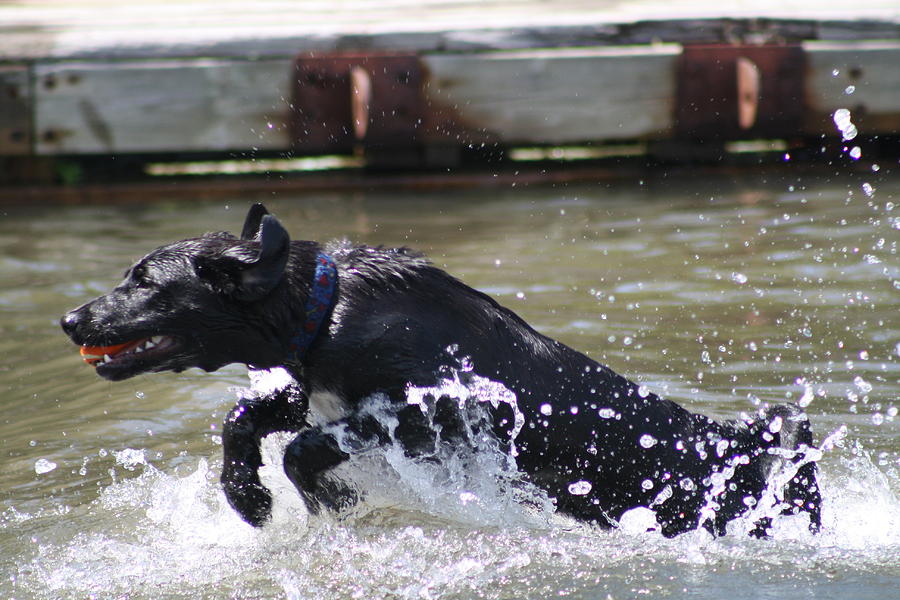 A Game of Water Fetch Photograph by Jennifer Leclair - Fine Art America