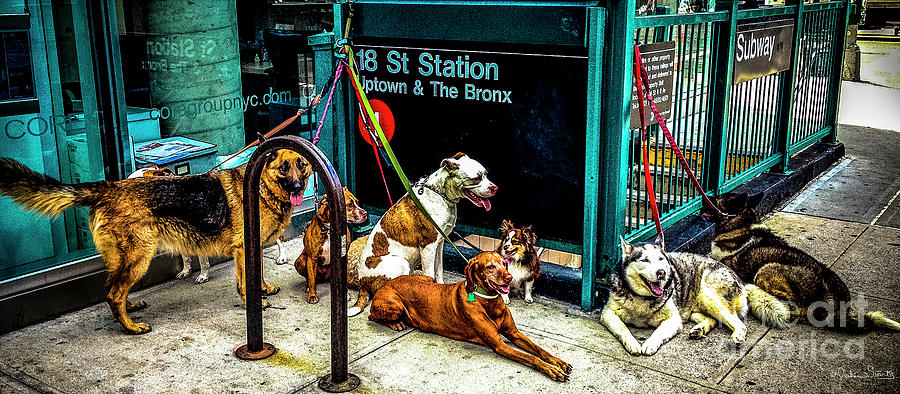 A Gang Of Dogs In Nyc Photograph