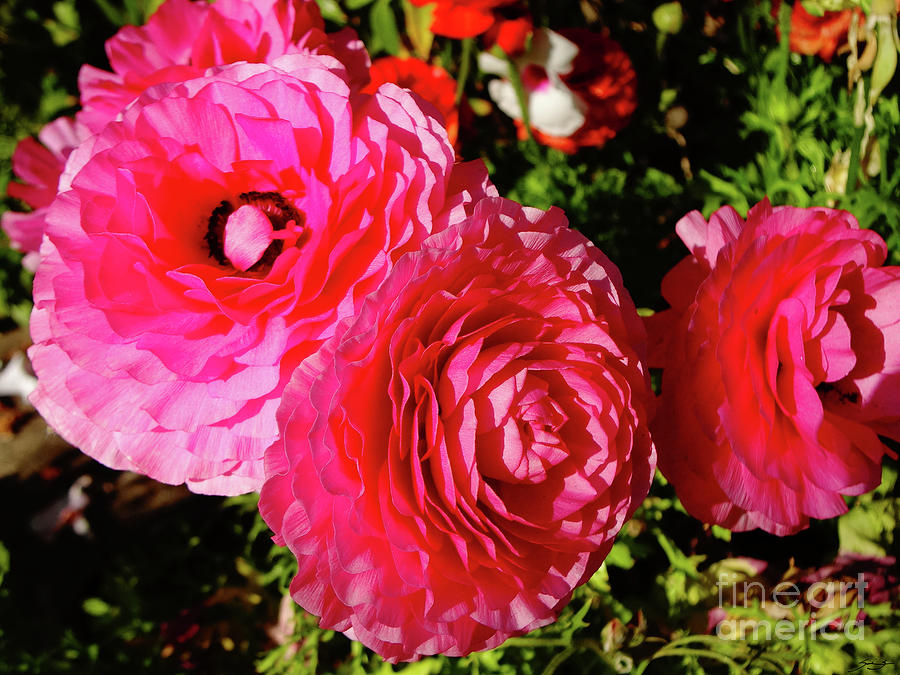 Garden in March by Gem S Visionary Garden in March by Gem S Visionary