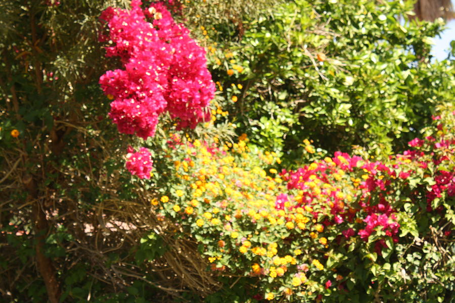 Beauty Photograph - A Garden Of True Love by Sherris - Of Palm Springs Beauty Photograph - A Garden Of True Love by Sherris - Of Palm Springs