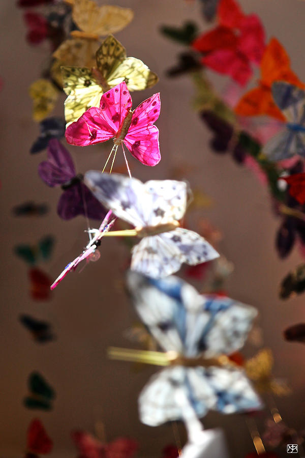 A Garland of Butterflies Photograph by John Meader