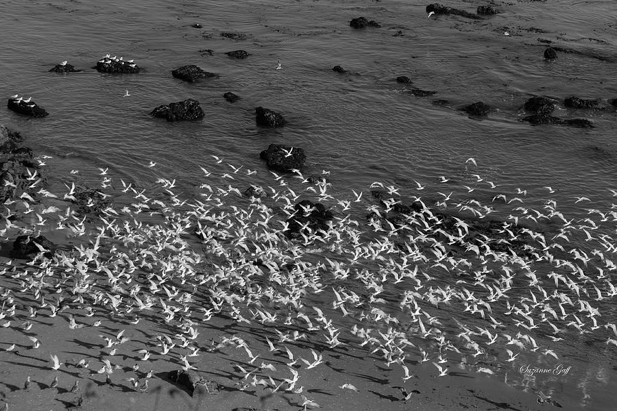 A Gathering of Elegant Terns  Photograph by Suzanne Gaff