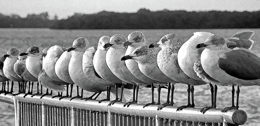 A Gathering Of Gulls BW  Photograph by HH Photography of Florida