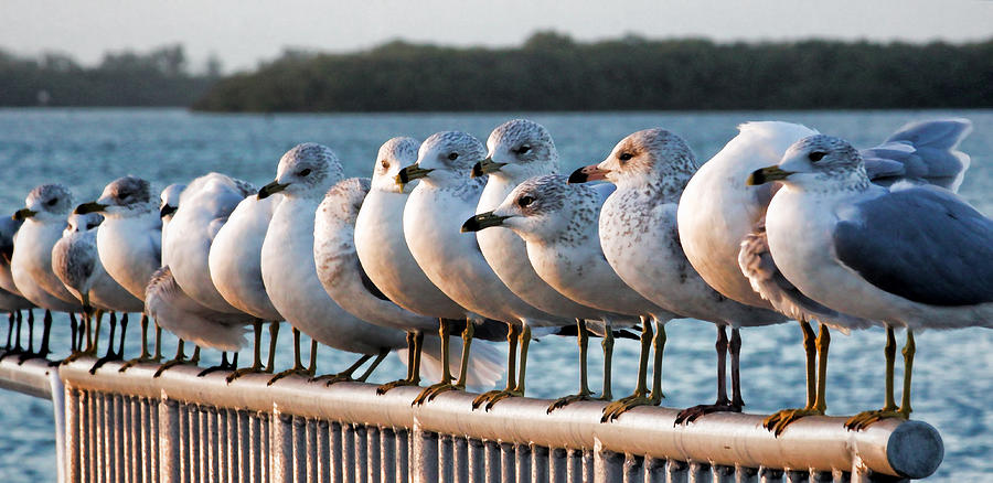 A Gathering Of Gulls Photograph by HH Photography of Florida