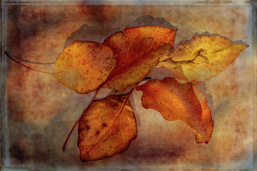 A Gathering of Leaves Digital Art by Terry Davis
