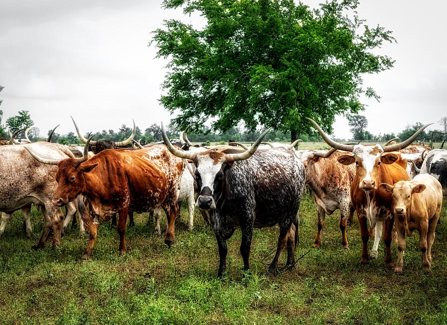 A Gathering Of Longhorns Photograph By Mountain Dreams - Fine Art America