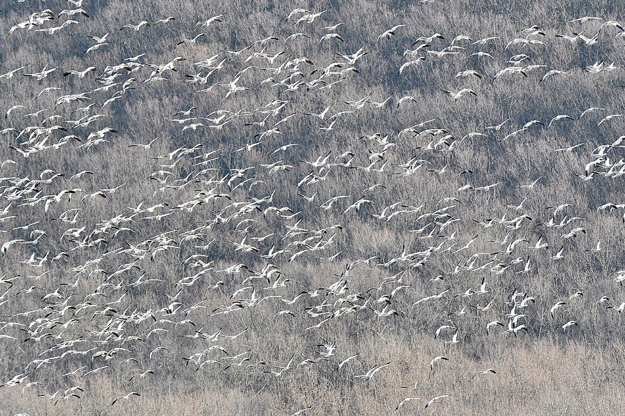 A Gathering of Snow Geese  Photograph by William Jobes
