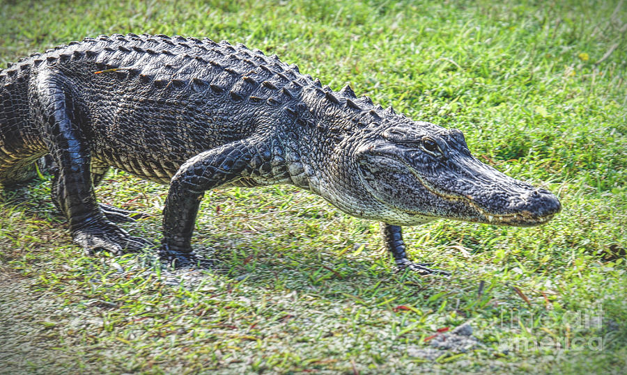 A Gator on the Move Photograph by Judy Kay