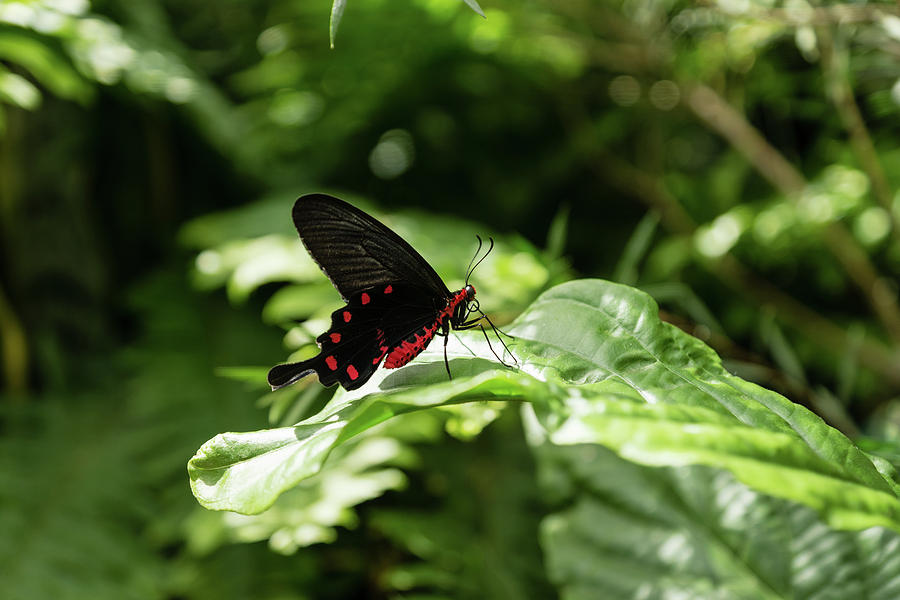 A Gem in the Jungle - Crimson Rose Swallowtail Butterfly Photograph by Georgia Mizuleva