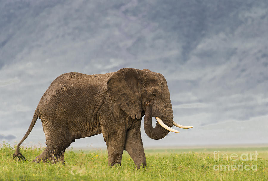 Wildlife Photograph - A Gentle Giant by Sandra Bronstein