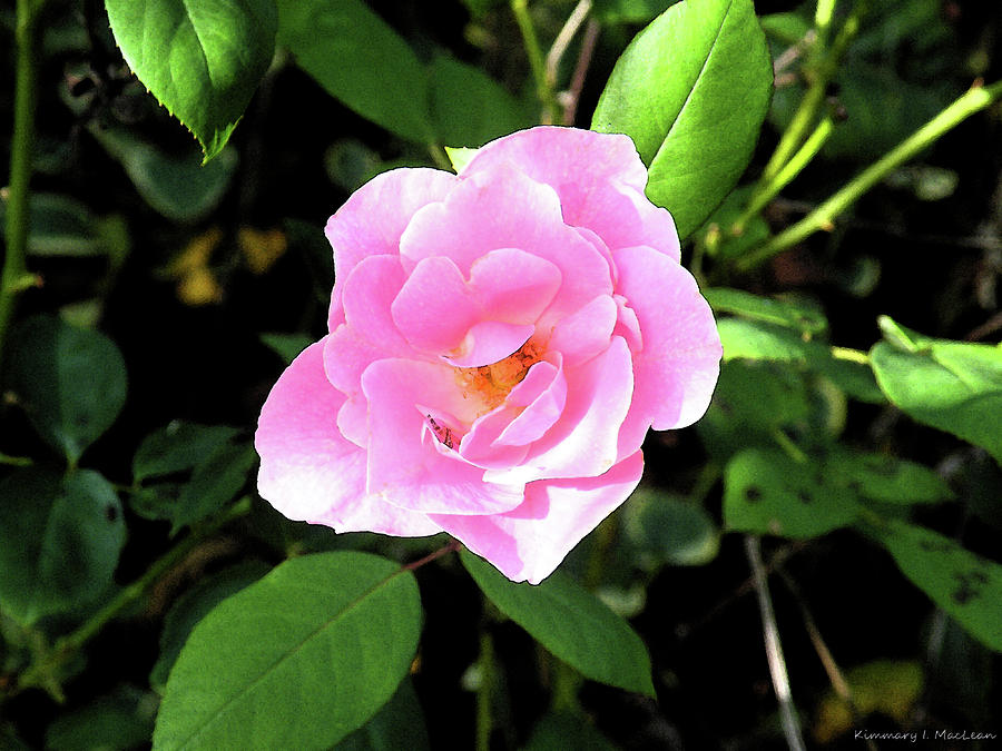 A Gentle Rose Photograph by Kimmary MacLean