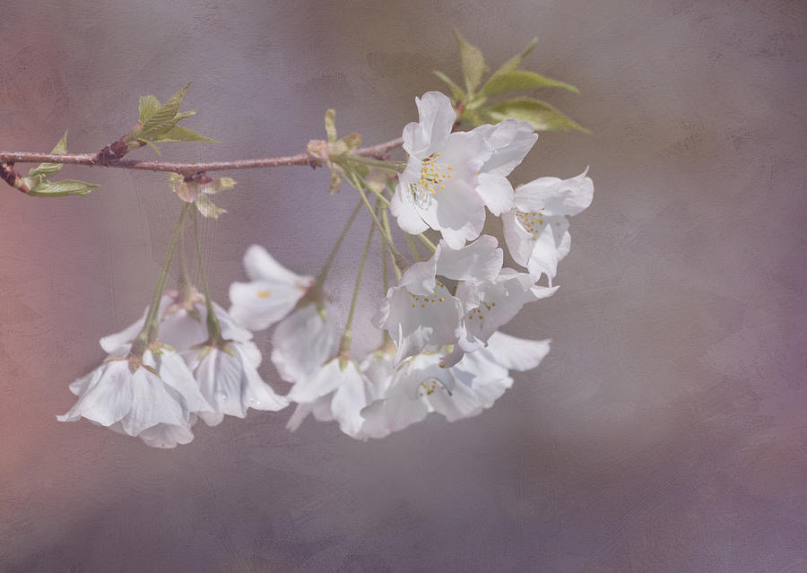 A Gentle Touch of Spring Photograph by Kim Hojnacki