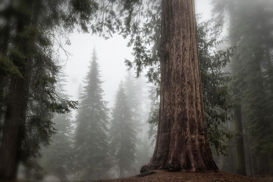 A Giant in the Fog Photograph by Belinda Greb