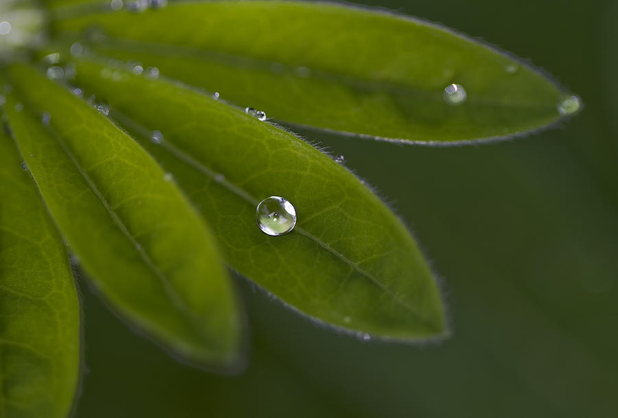 Rain Drop Photograph - A Gift by Rebecca Cozart