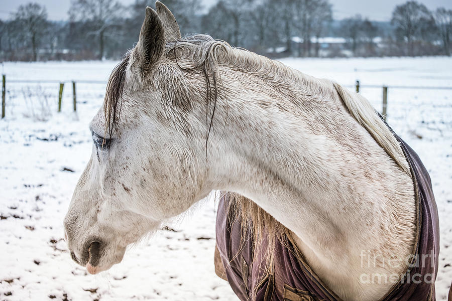 A Girlfriend of the horse Amigo Photograph by Marina Usmanskaya