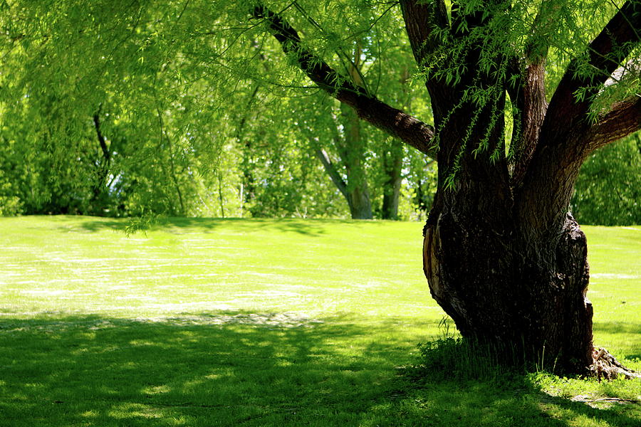 A Giving Tree Photograph by Leslee Crosland - Fine Art America