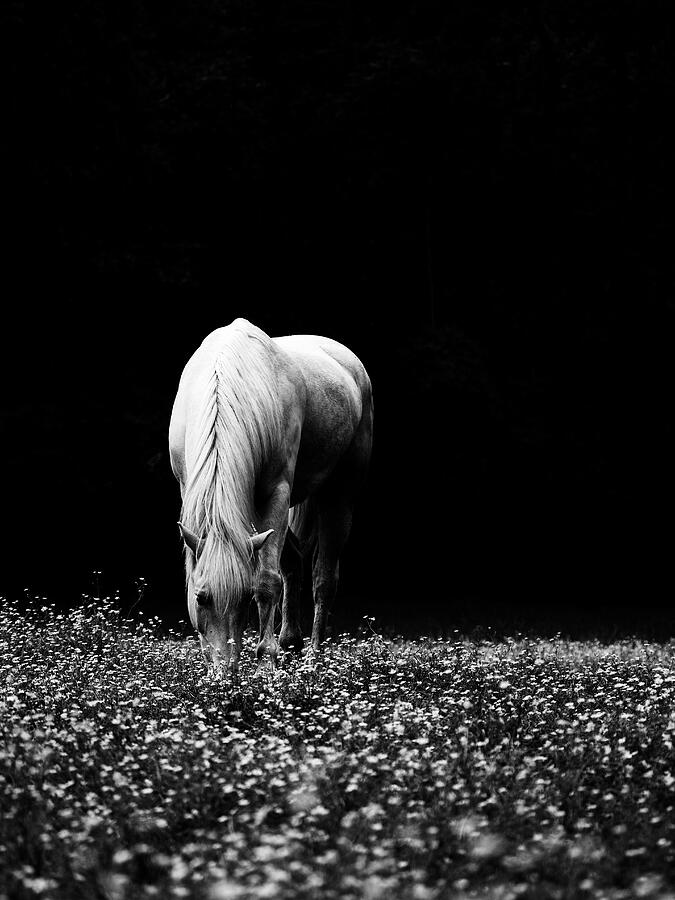 Black and White Grazing Horse 1 Photograph by Rachel Morrison