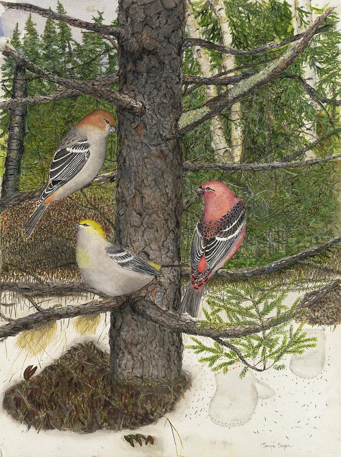 A Glimpse And Swept Over 3 Pine Grosbeaks Painting By Tanya Beyer Pixels