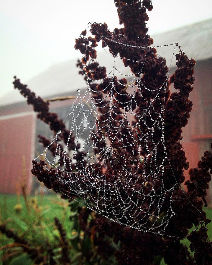 Barn Photograph - A Glimpse of a Spiders Web by Ashley K Blanchard