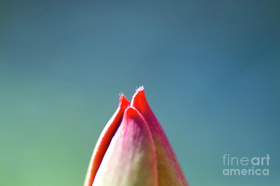 A glimpse of a tulip Photograph by Heiko Koehrer-Wagner