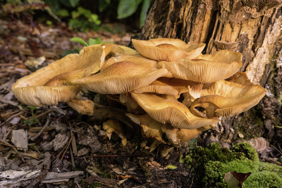 A Glob of Mushrooms on Rotted Tree Trunk Photograph by Douglas Barnett