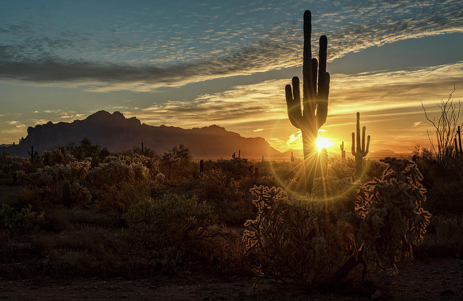 A Glorious Sonoran Morning  Photograph by Saija Lehtonen