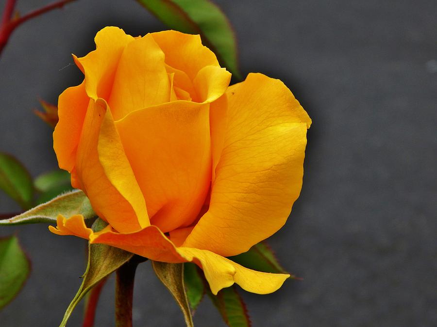A Glorious Yellow Rose Photograph by VLee Watson